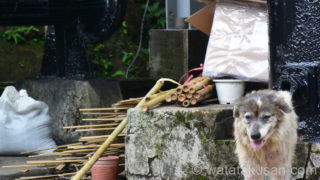 台湾旅行で野犬に襲われないための対策3つ【知らないと怖い】