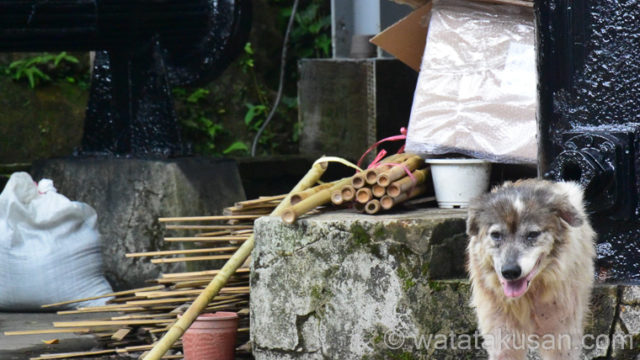 台湾旅行で野犬に襲われないための対策3つ【知らないと怖い】