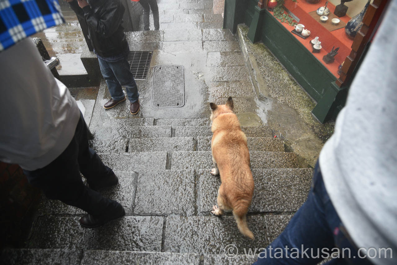 九份で日本人の観光客が野犬を触った