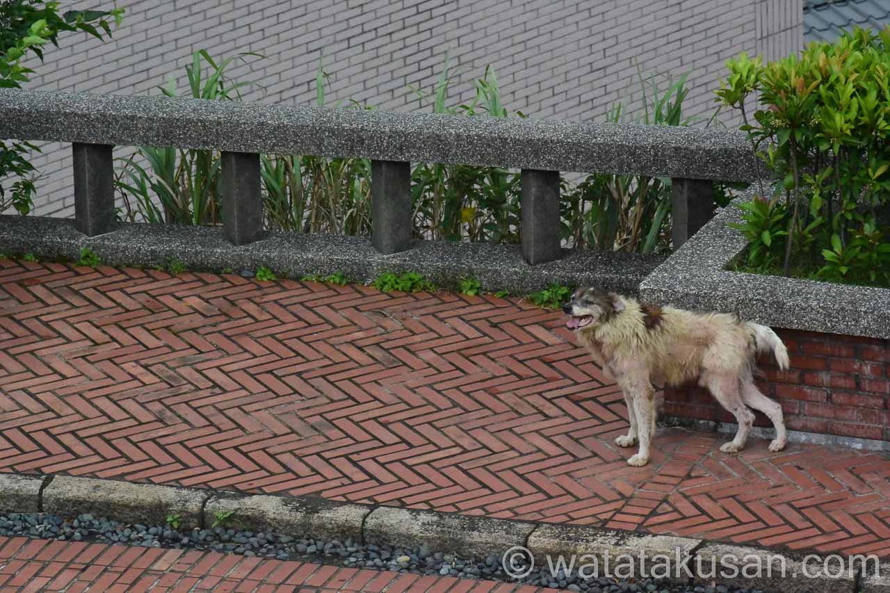 台湾で野犬に襲われた時の対処方法