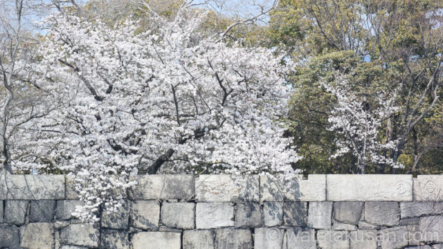 サクラ大戦 桜華絢爛の感想と学び【失敗を恐れず行動しよう思わせてもらえる】